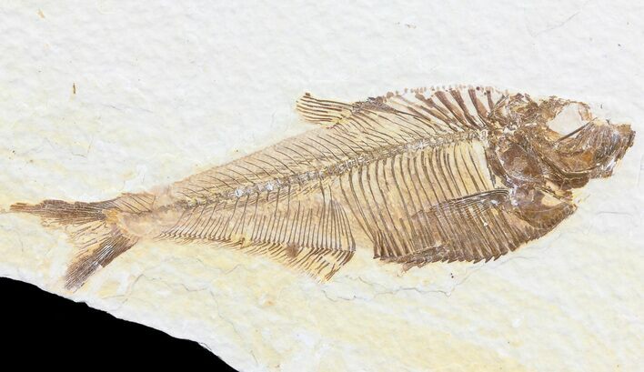 Diplomystus Fossil Fish - Wyoming #74576